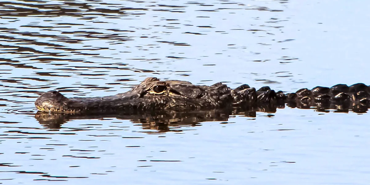 Louisiana Driver Flees Police, Leaps From Highway Overpass Into Swamp, Then Survives Alligator Attack Before Arrest